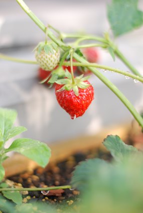 starawberry.jpg