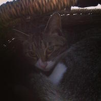 13047772_10205979090368583_3400616221893846279_o _copy.jpg