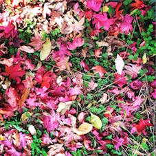 14249359_1289790851066150_1518746199_n _copy.jpg