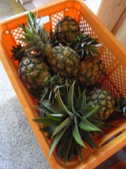 奄美パイン２.jpg