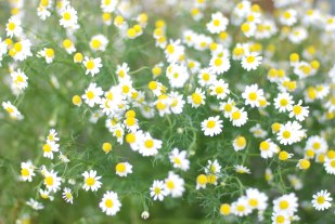 camomile3.jpg